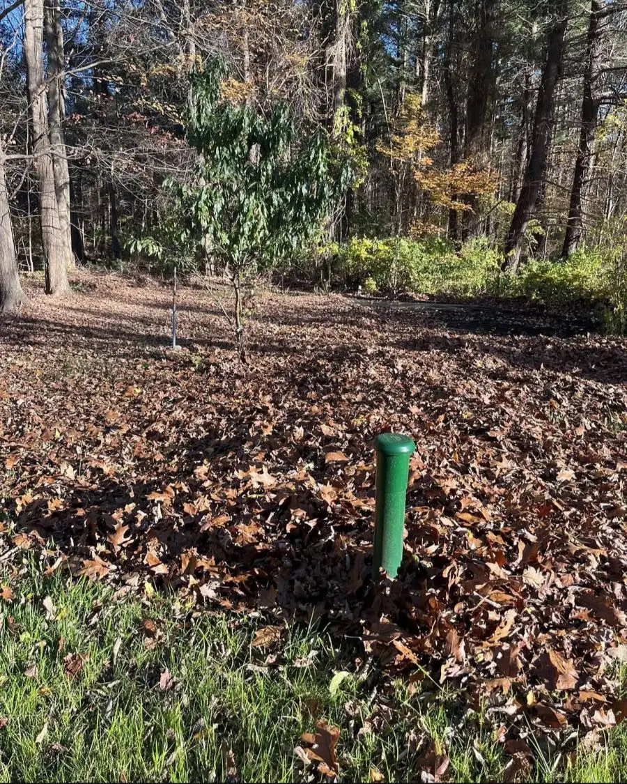 Fall leaves covering a lawn at the edge of the woods, ready for cleanup